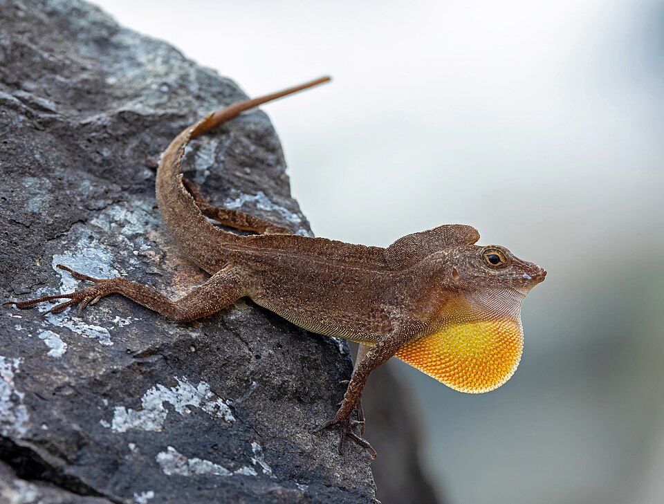 Crested anole