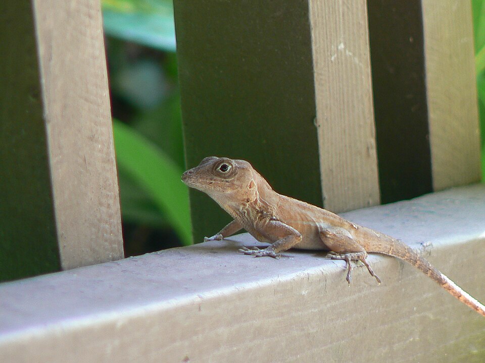 Largehead anole