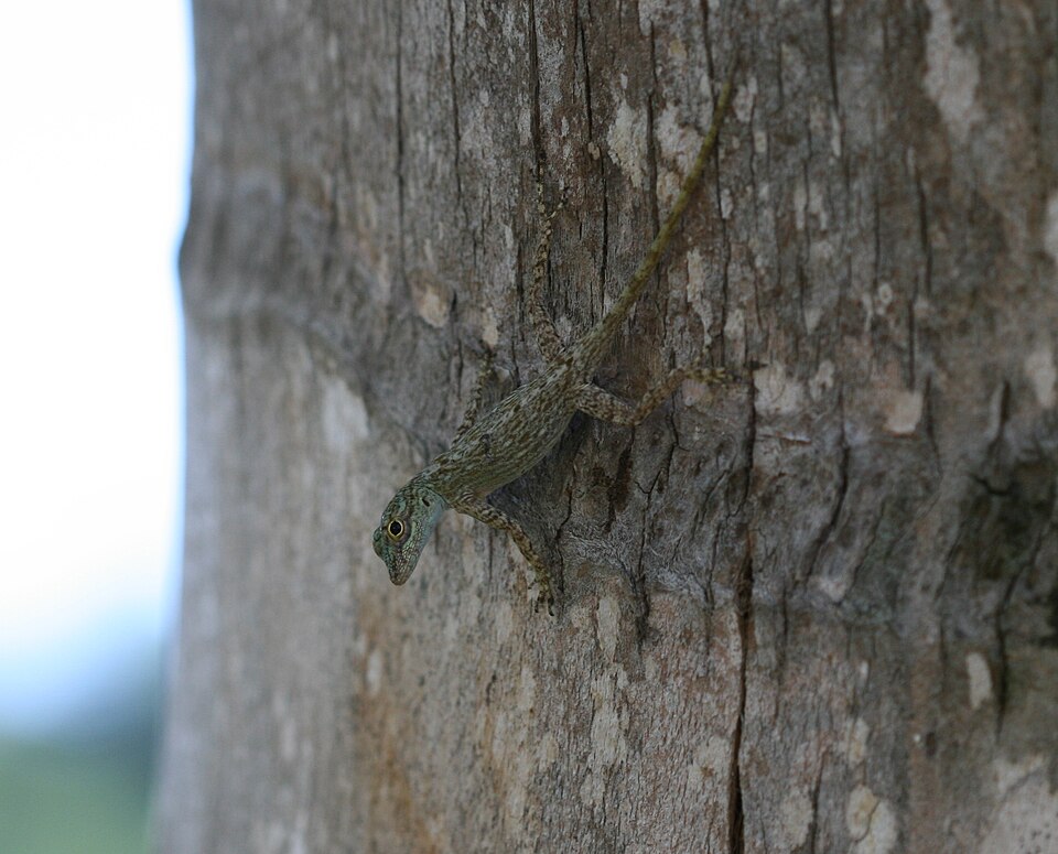 Bark Anole