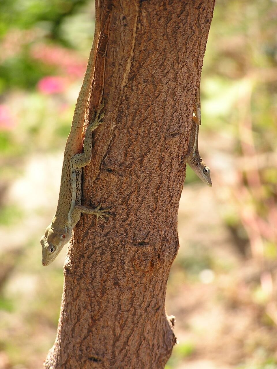 Anguilla Anole