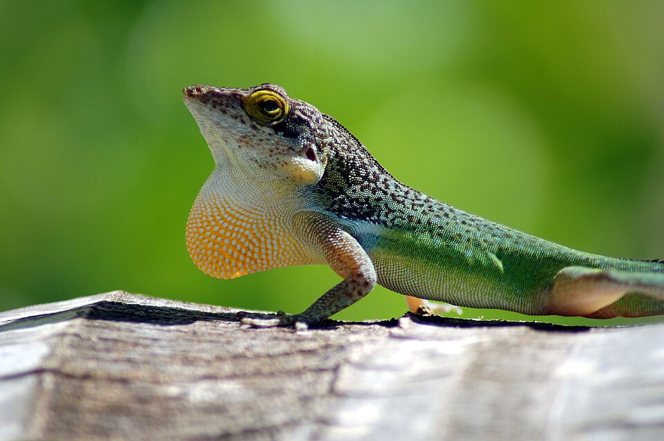 Leach's anole