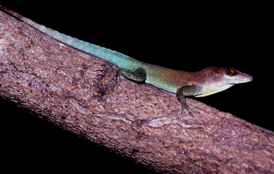 Plymouth Anole