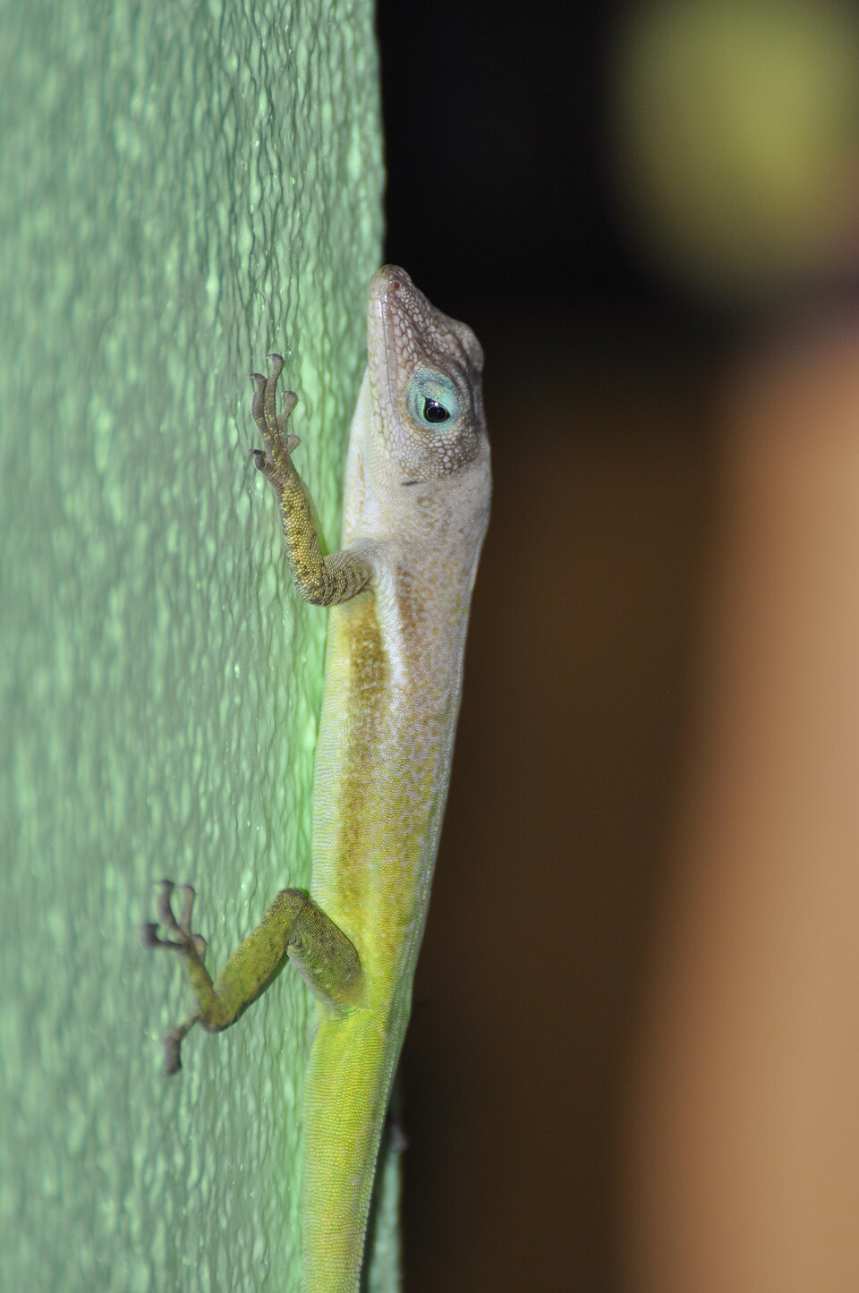 Saint Lucian Anole