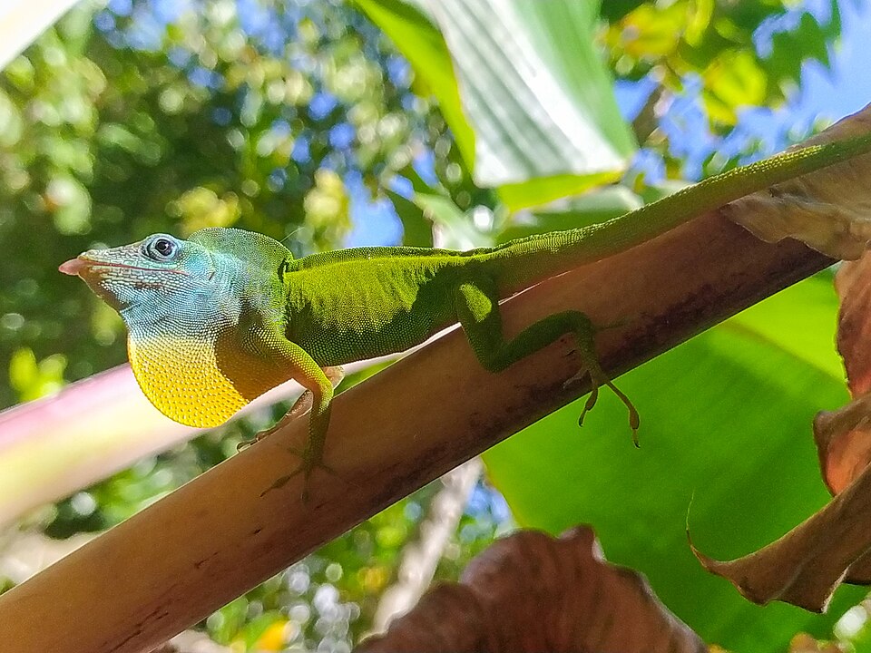 Guadeloupean Anole