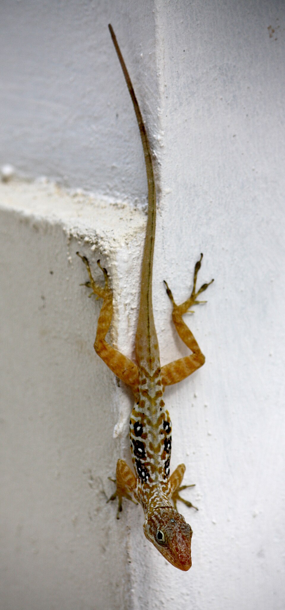 Dominican Anole