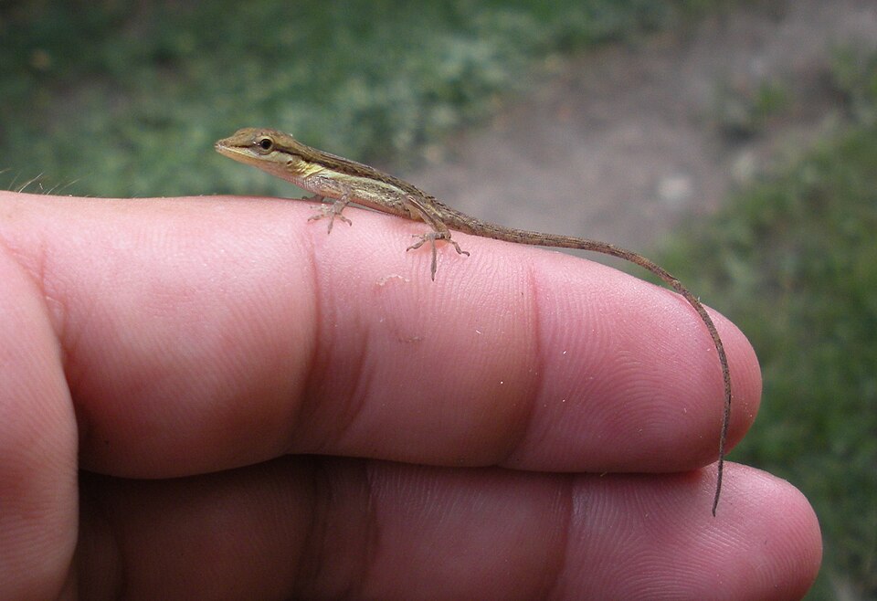 Common Grass Anole