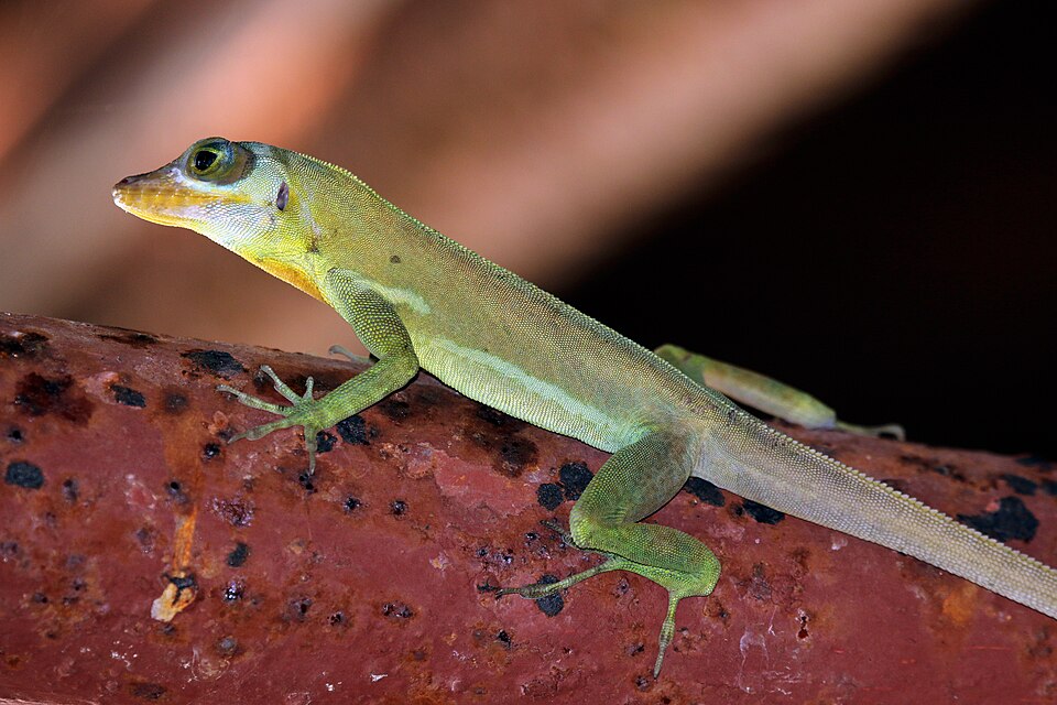 Cocoloba Lizard