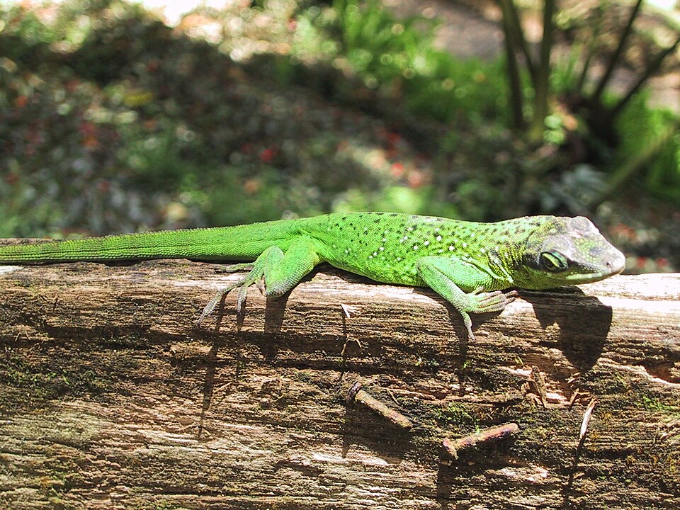 Martinique's Anole