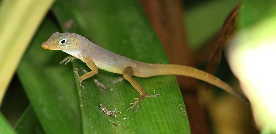 Schwartz' Anole