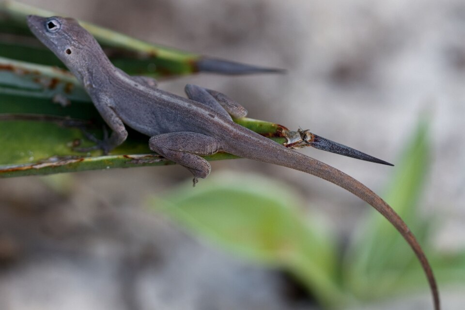 Silver Key Anole