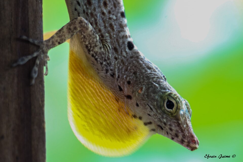 Banded Anole