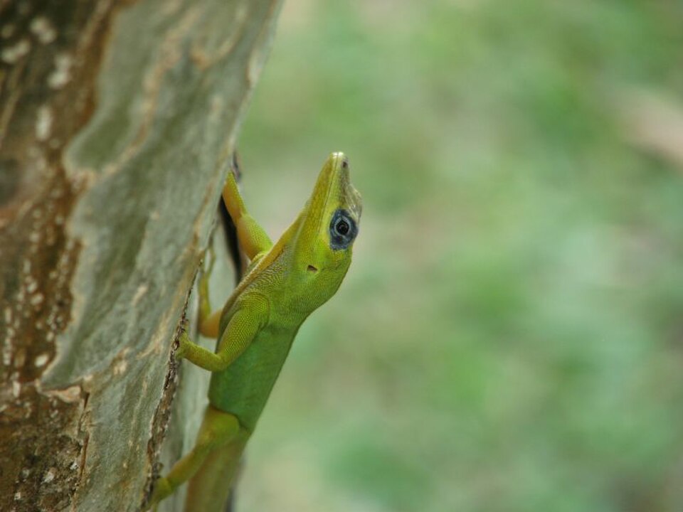 Saint Vincent's Bush Anole
