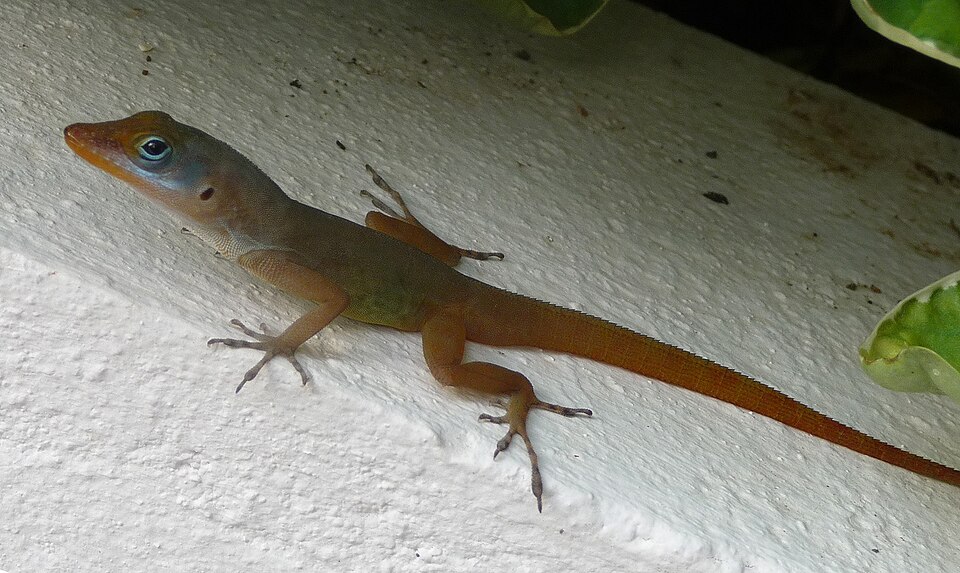 Watts' Anole