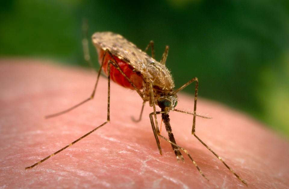 Anopheles arabiensis