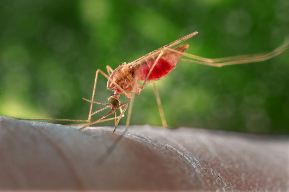 Anopheles atroparvus