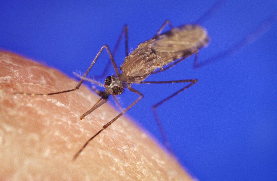 Anopheles coluzzii