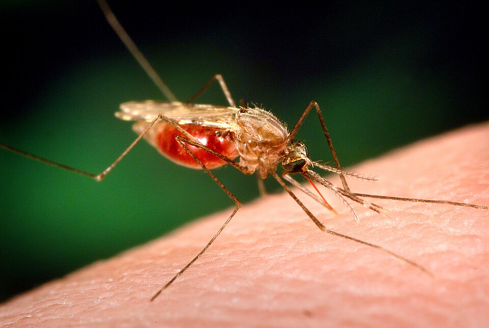 Anopheles funestus