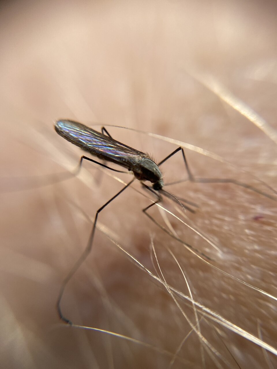 Anopheles plumbeus