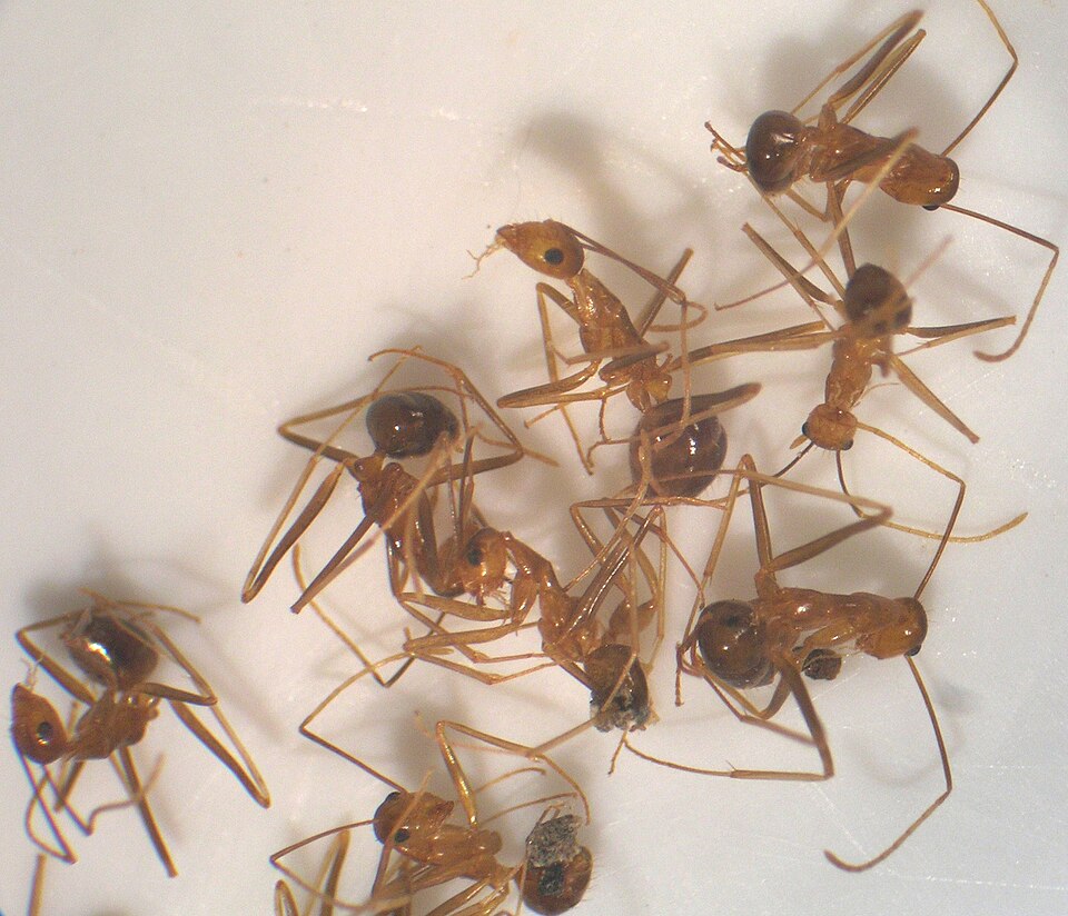 Crazy ant