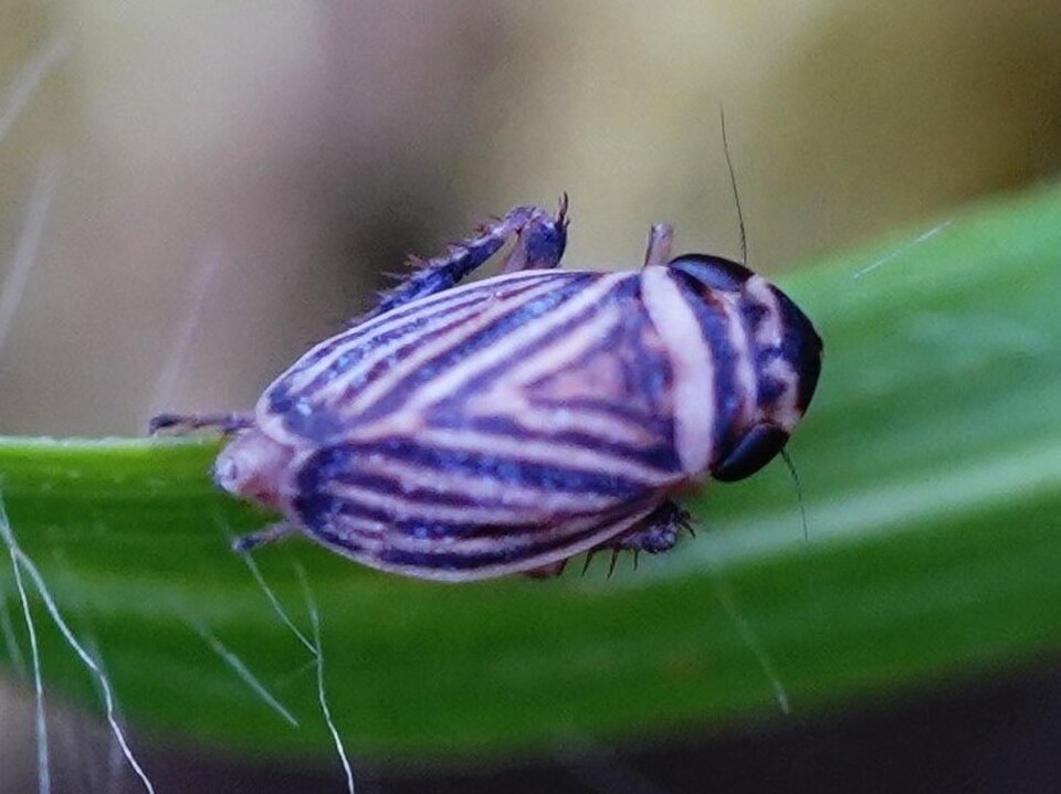 Leafhopper