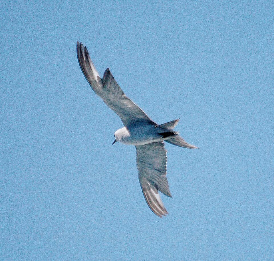Gray Noddy
