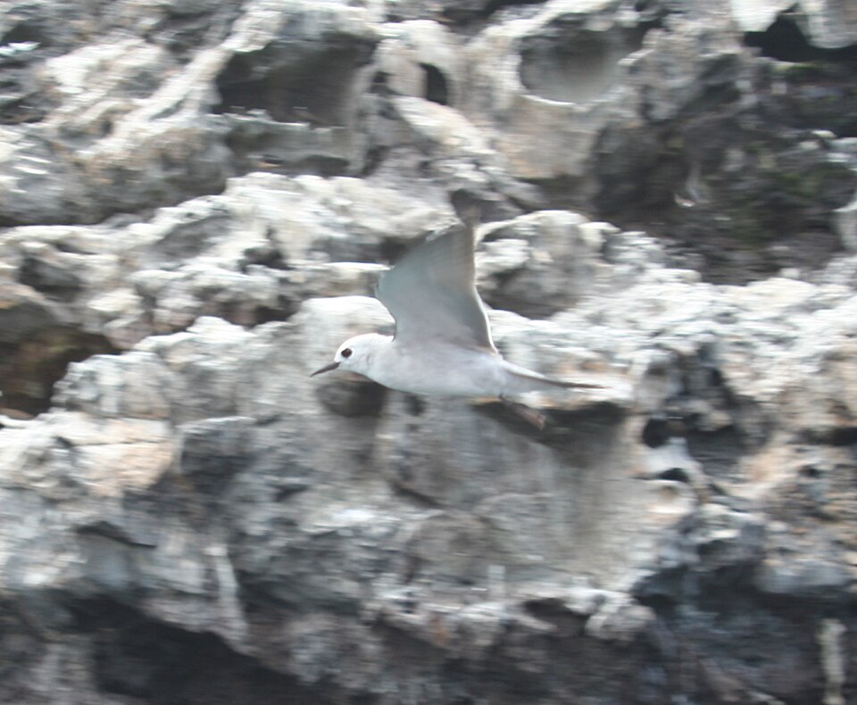 Blue-gray Noddy