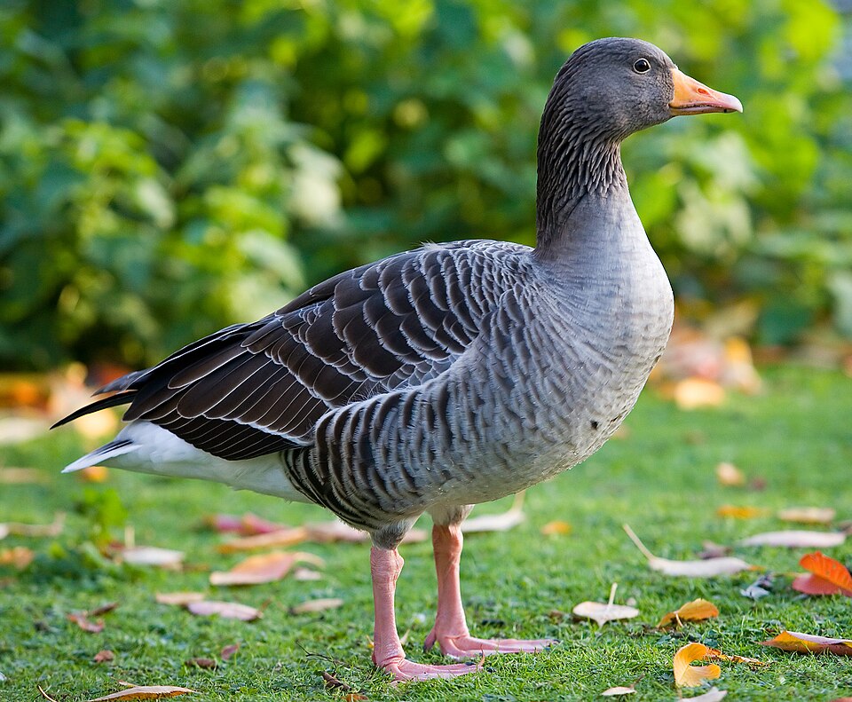 Graylag Goose