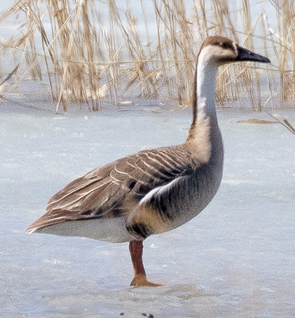 Swan Goose