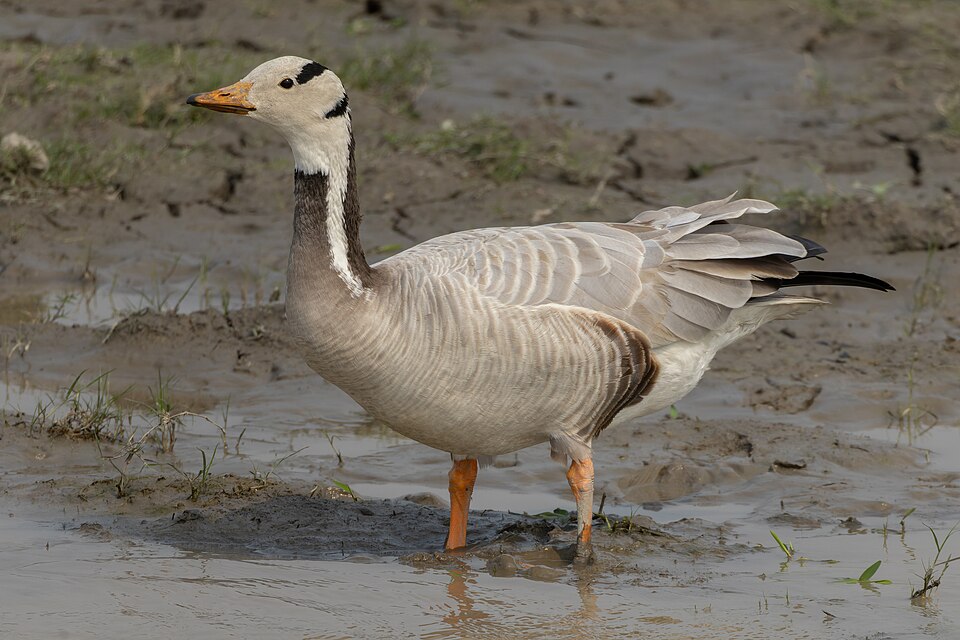 Bar-headed Goose