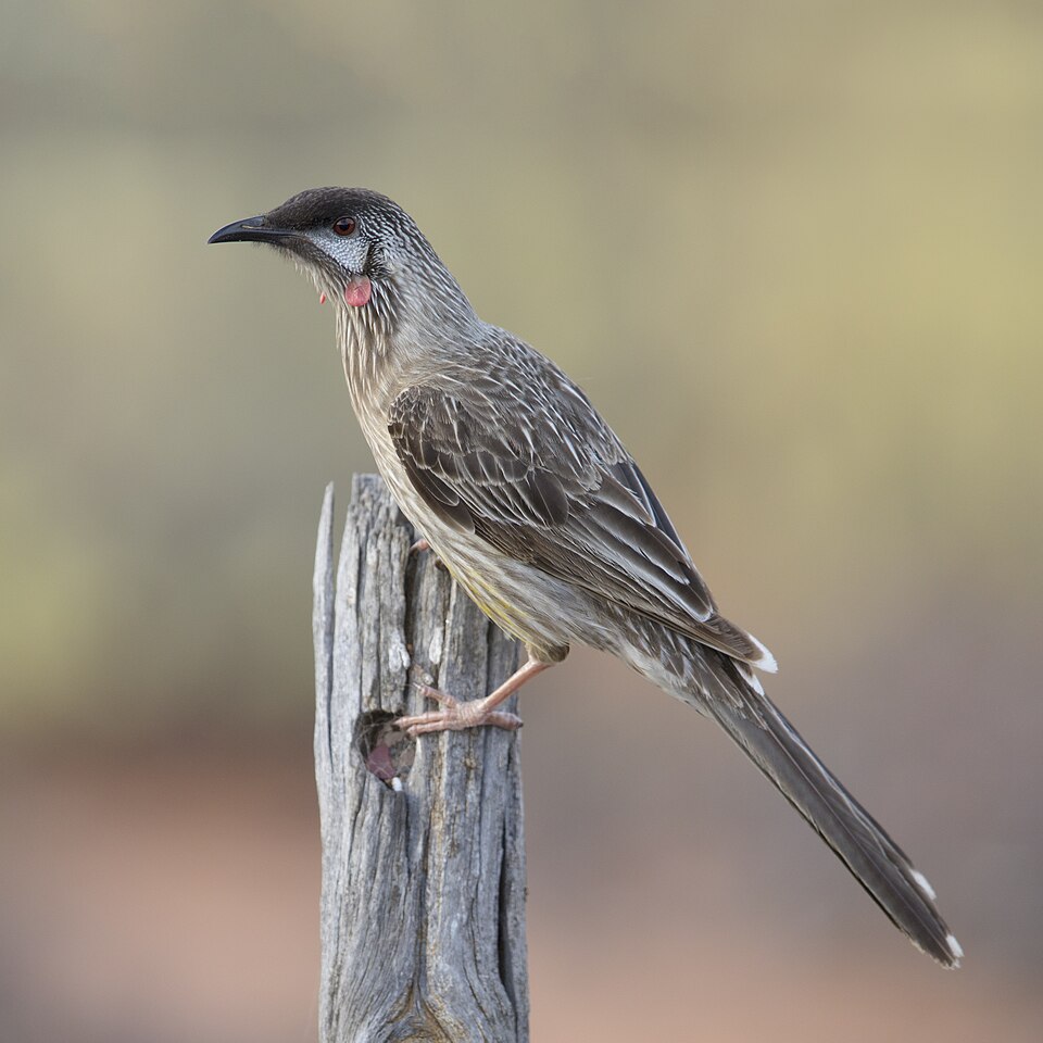 Red Wattlebird