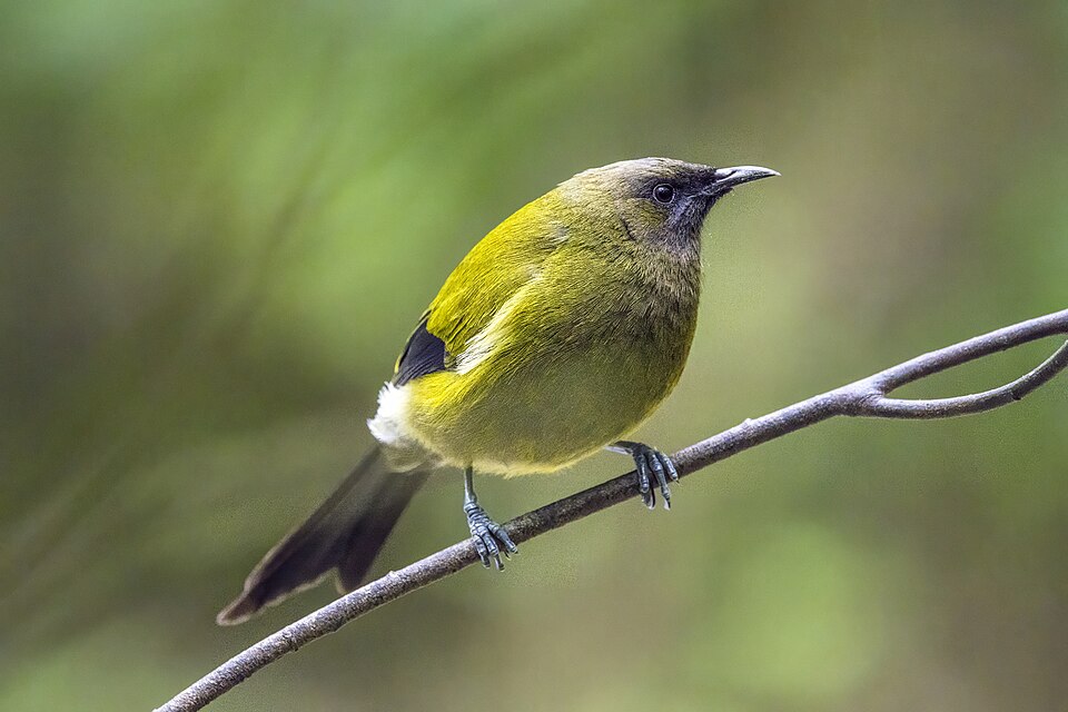 New Zealand Bellbird