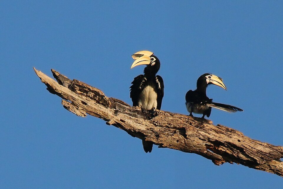 Oriental Pied-Hornbill