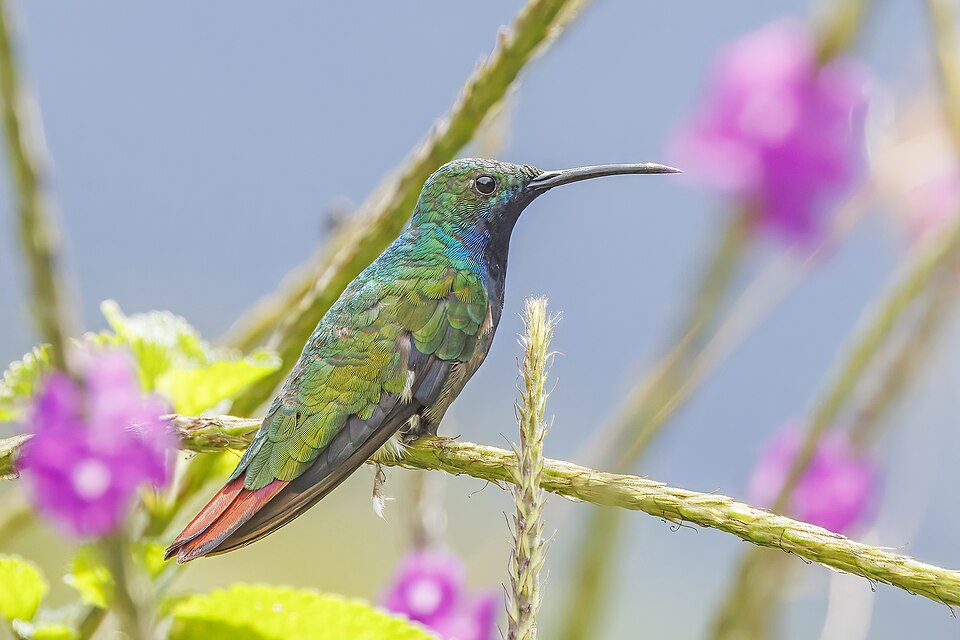 Black-throated Mango