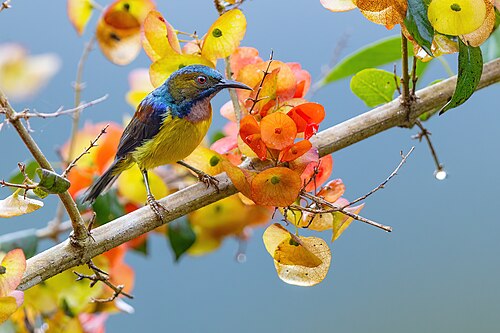 Plain-throated Sunbird