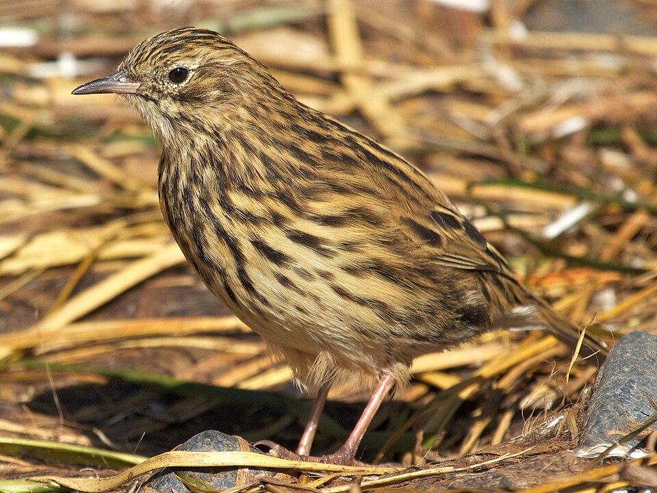 South Georgia Pipit