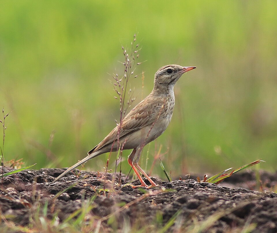 Tawny Pipit