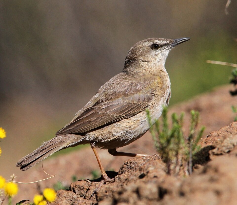 Yellow-tufted Pipit