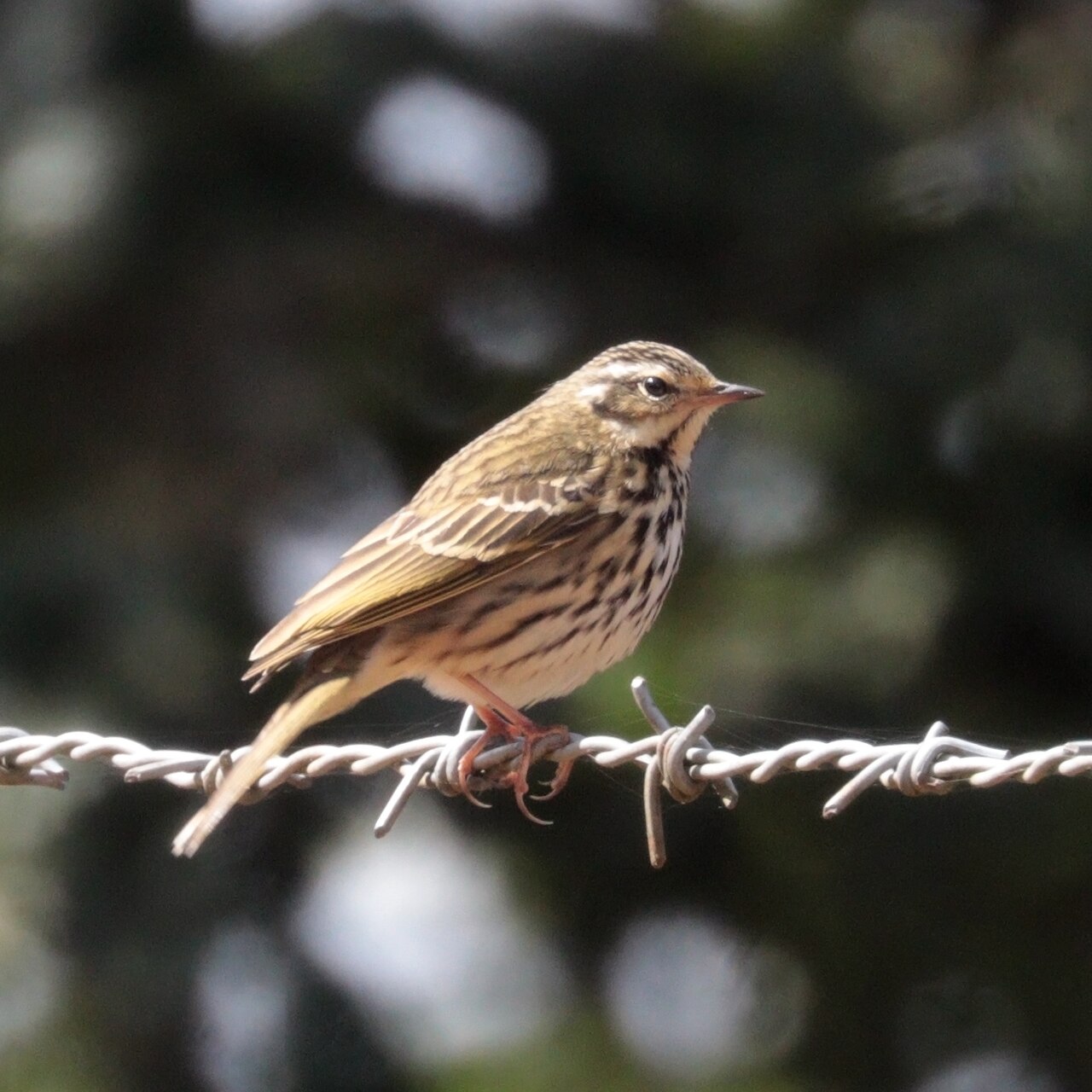Olive-backed Pipit