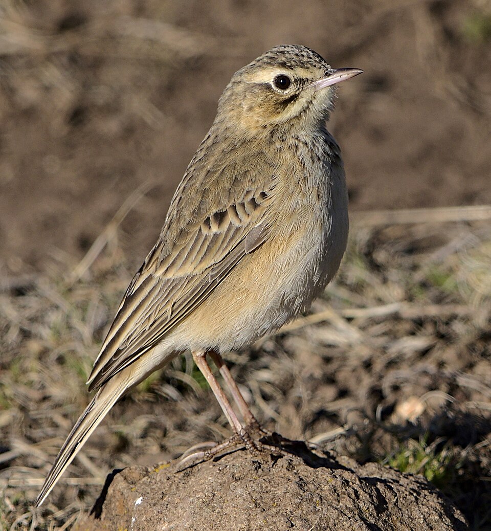 Mountain Pipit