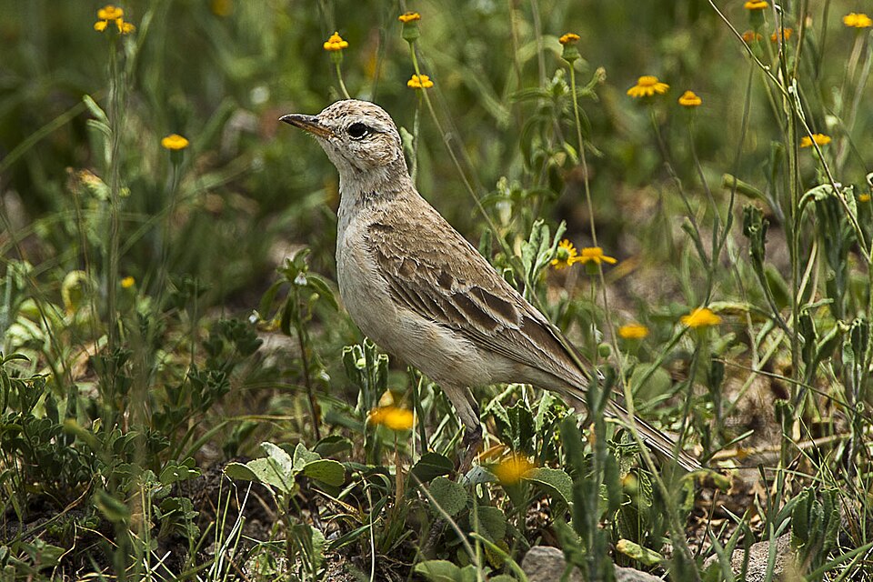 Plain-backed Pipit