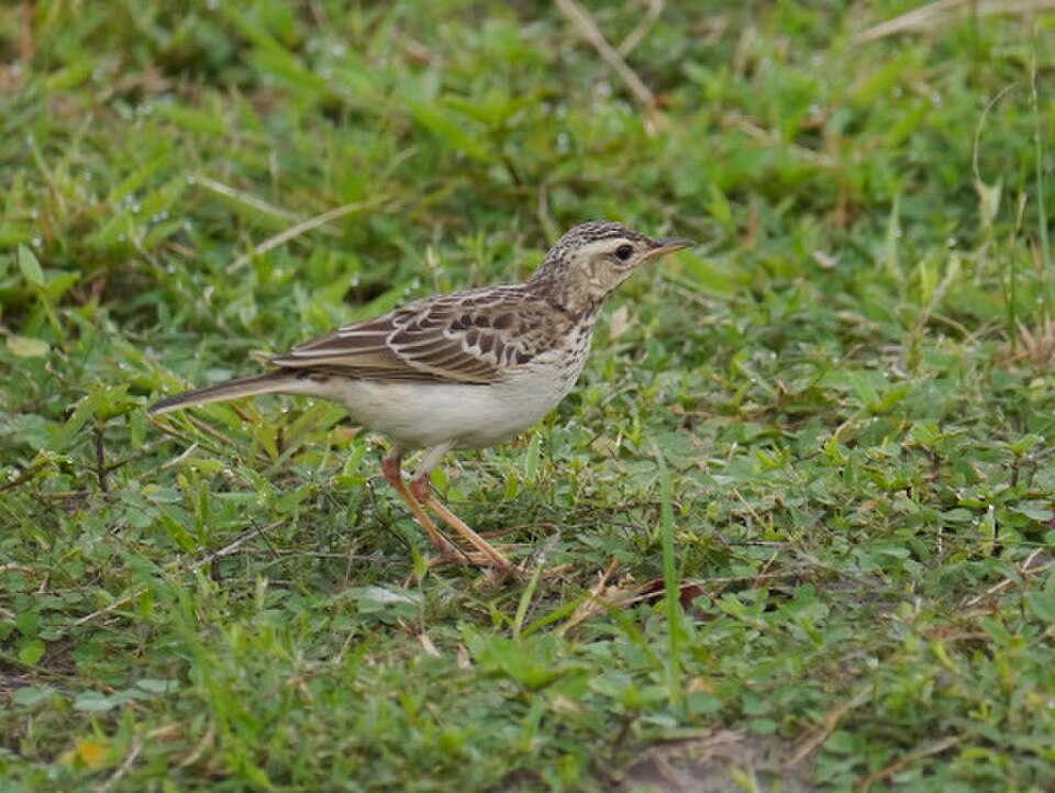 Long-legged Pipit