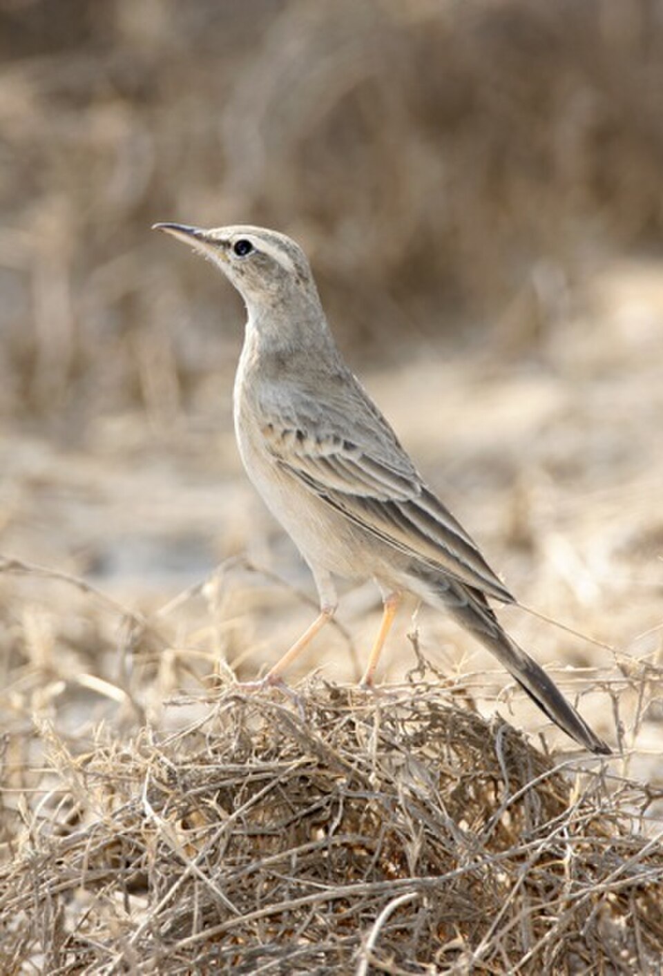 Long-billed Pipit