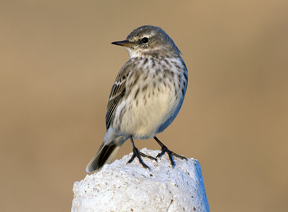 Water Pipit