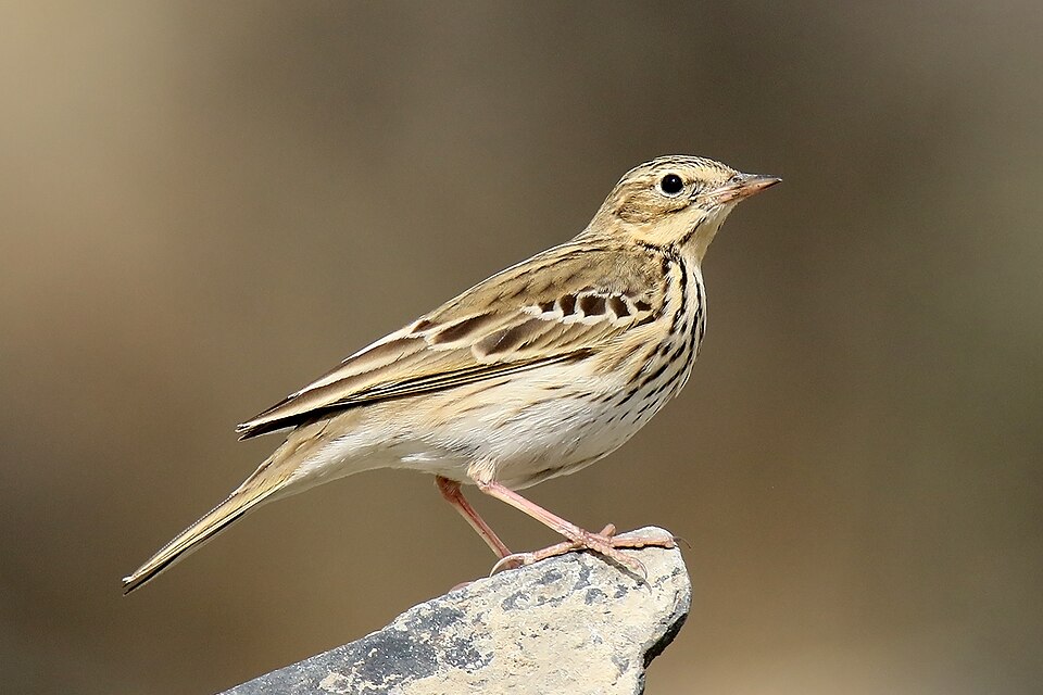 Tree Pipit