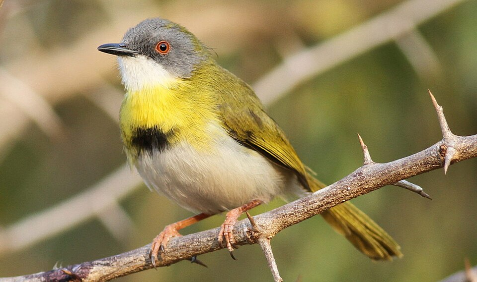 Yellow-breasted Apalis