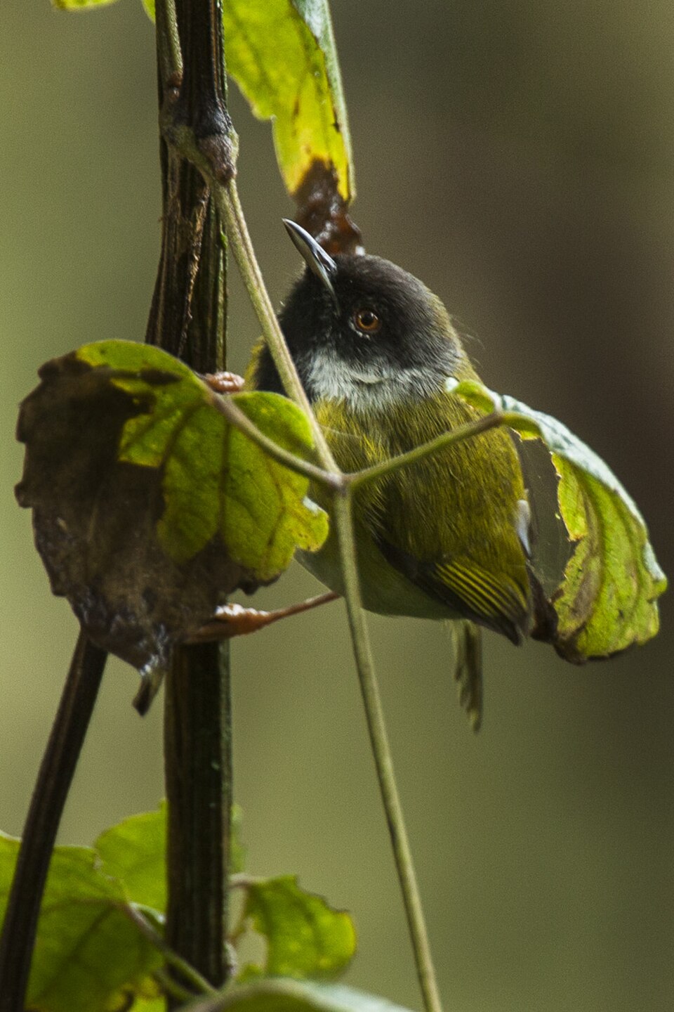 Black-faced Apalis
