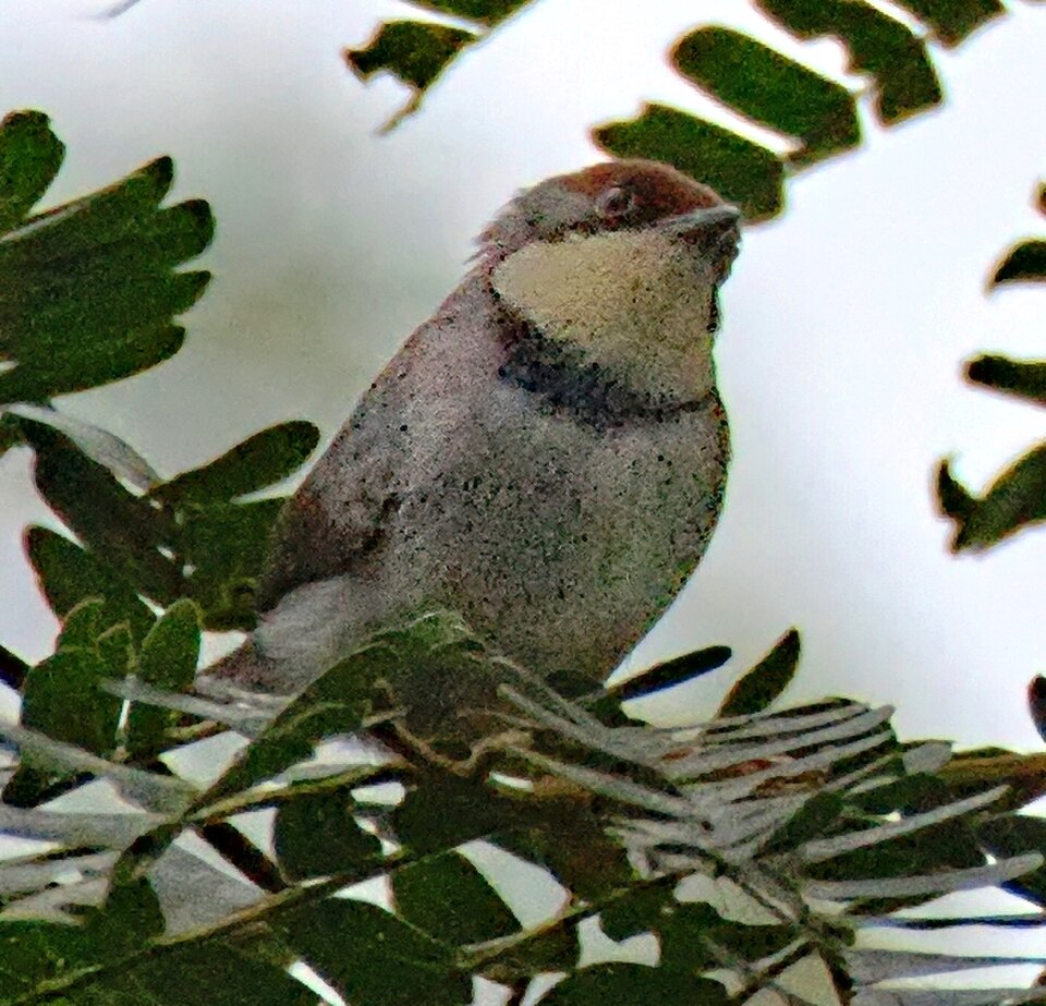 Buff-throated Apalis