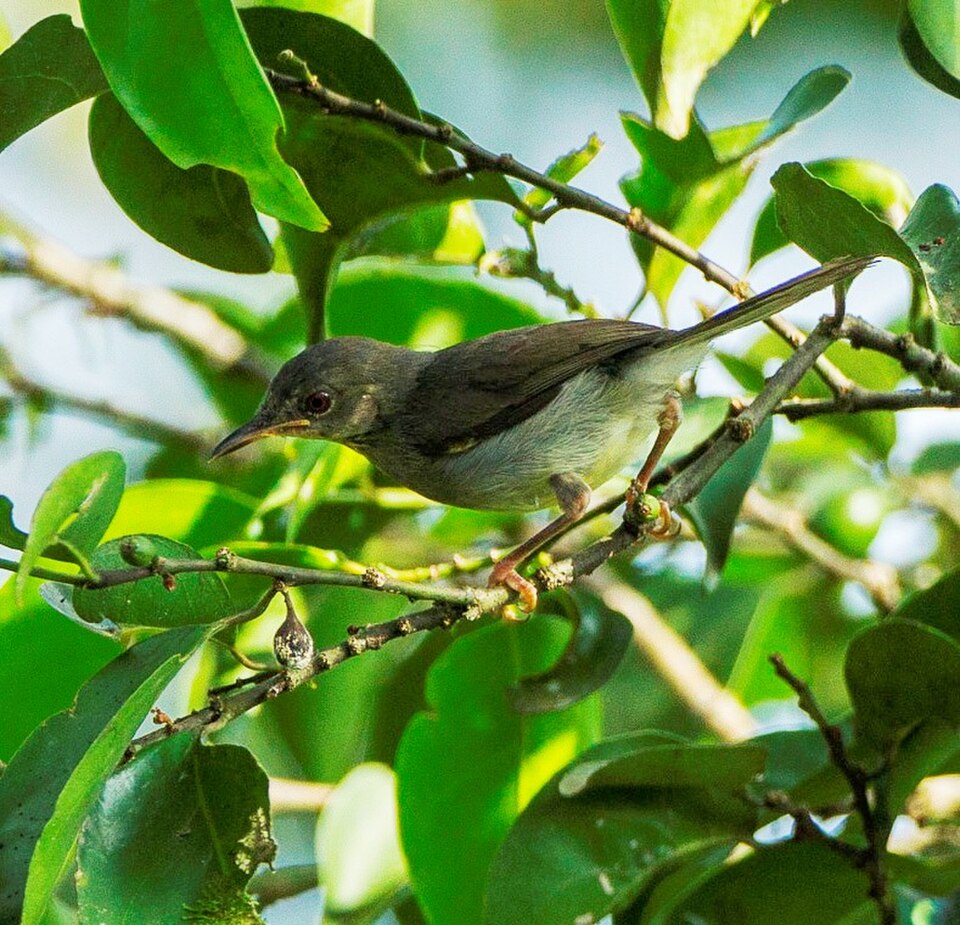 Sharpe's Apalis