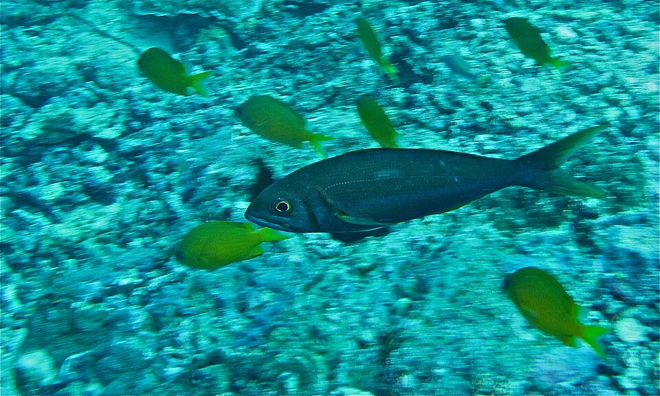 Smalltooth Jobfish, Small toothed jobfish