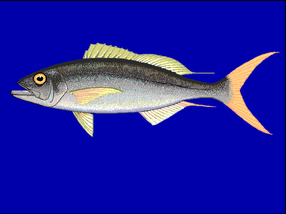 Rusty jobfish